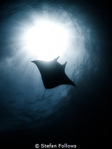 Dream a little dream ...

Manta Ray - Manta alfredi

... by Stefan Follows 